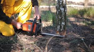 Best Commercial Tree Services  in USA